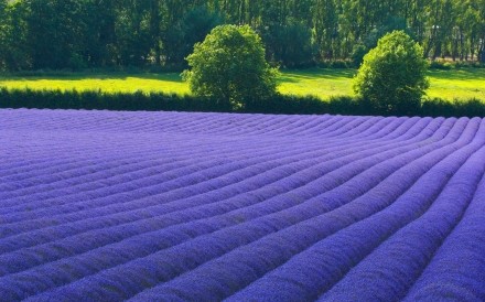 Lavender Fields England