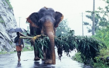 Elephant Monsoon Kerala