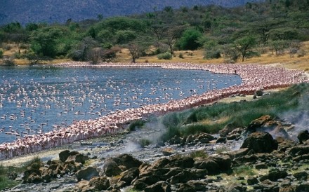 Flamingos Hot Springs Begoria