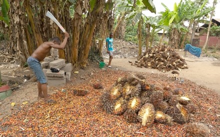 Making Palm Oil