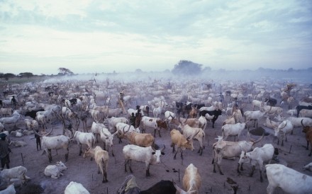 Cattle Camp Padak Sudan 2