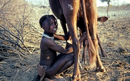 Himba Girl milking