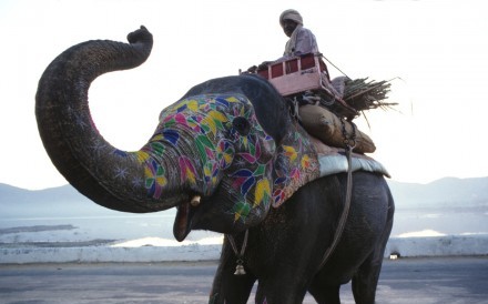 Elephant Jaipur