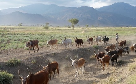 Zebu Cattle