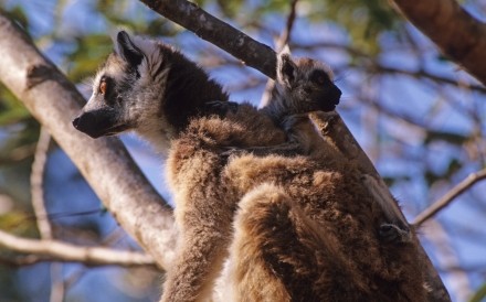 Lemur Madagascar