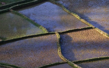 Rice Fields Madagascar