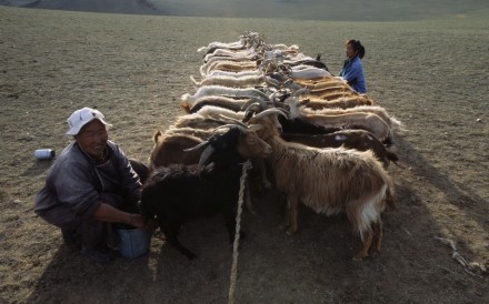 Milking Goats Gobi 6.7 .2006