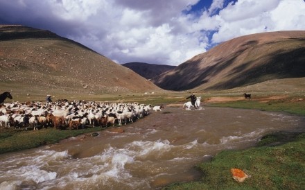 Sheep Crossing 3.8 .2006