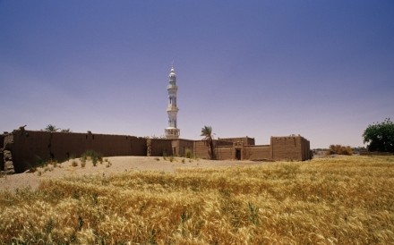 Cornfield And Mosque North Sudan