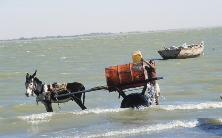 Nile Water Donkey Sudan