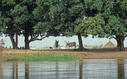 Cattle Camp Southern Sudan