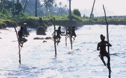 Stilt Fishermen