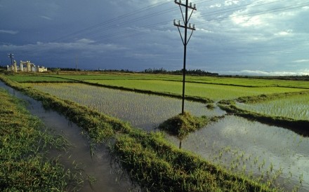 Paddy Fields Near Quang Tri