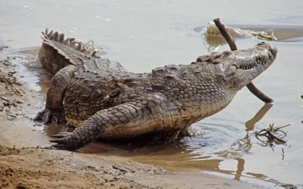 Crocodile