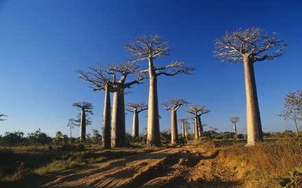 Avenue Des Baobabes