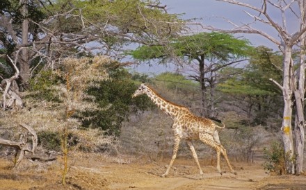 Giraffe Ruaha