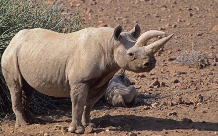 Black Rhino