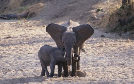 Eles Ruaha