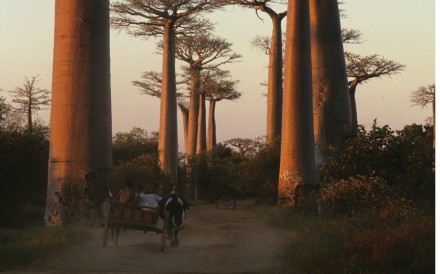 Avenue Des Baobabes