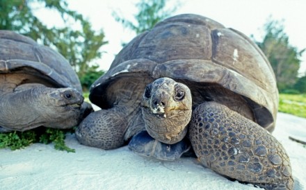 Giant Turtle Seychelles