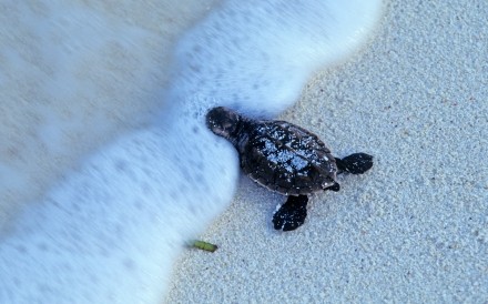Leatherback Turtle Seychelles