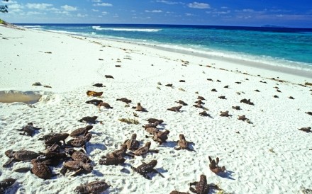 Leatherback Turtles Seychelles