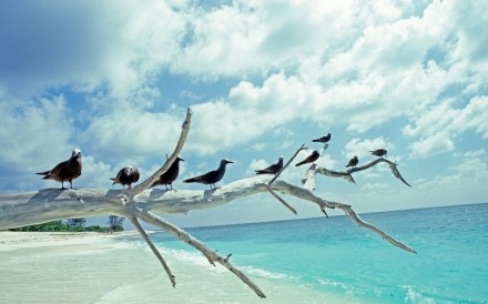 Brown Noddy Terns Seychelles