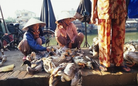 Duck Market Hue
