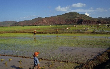 Highway 1,paddy Fields