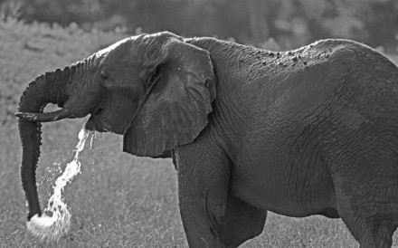 Ele Drinking,bumi Hills