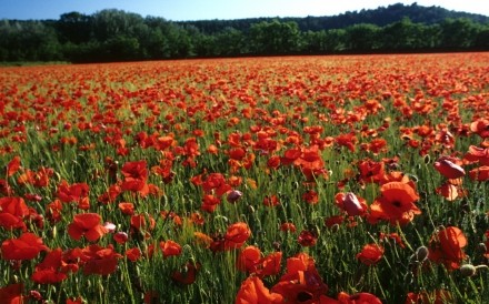 Poppies Provence