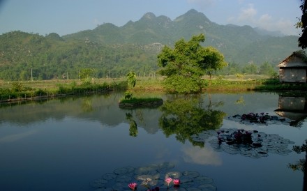 Lily Pond Ban Lac