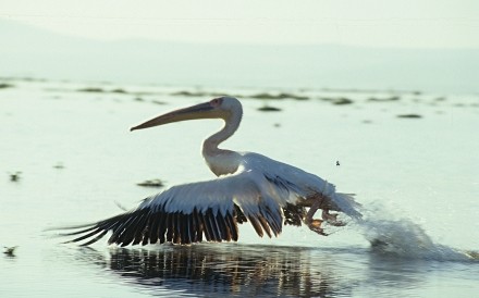 Pelican Naivasha