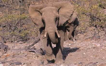 Pissed Off Desert Elephant