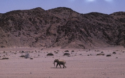 Desert Elephant, Namibia