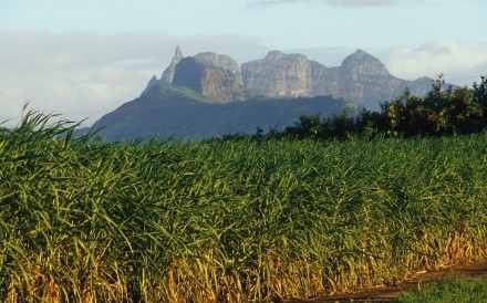 Cane Fields