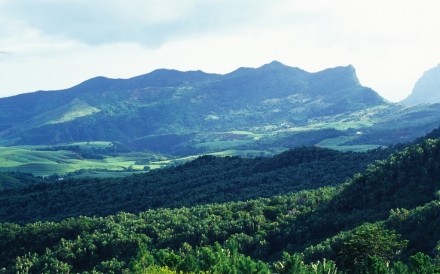 Landscape Canefields