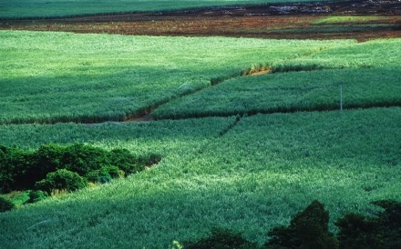 Cane Fields