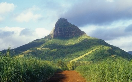 Landscape Canefields