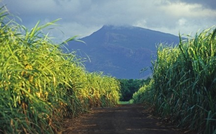 Cane Fields