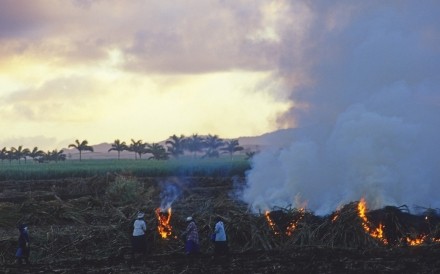 Cane Fields Burning