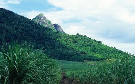 Cane Fields