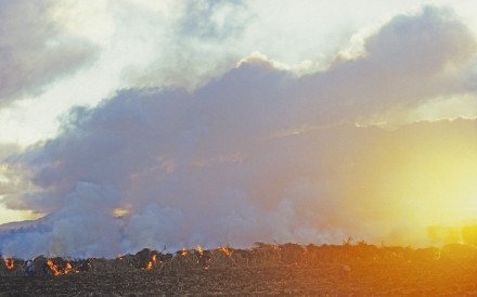 Cane Fields Burning