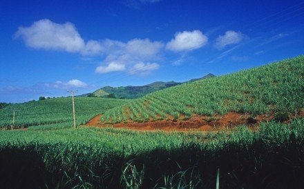 Cane Fields