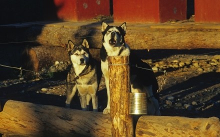 Huskies Ultima Thule