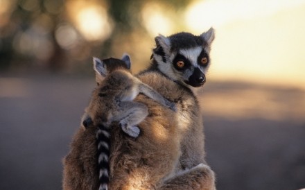 Ring-tailed Lemur