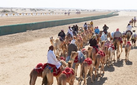 Camel Race Track