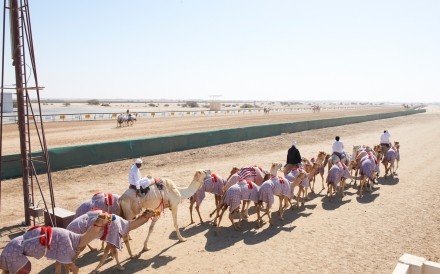 Camel Race Track