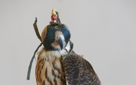 Falcon Doha